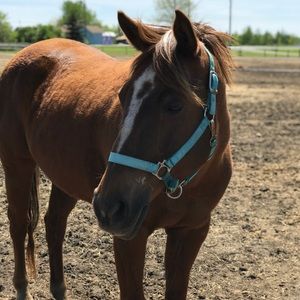 Meet your Posher, Lucas